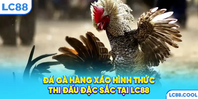 Đá gà hàng xáo hình thức thi đấu đặc sắc tại LC88