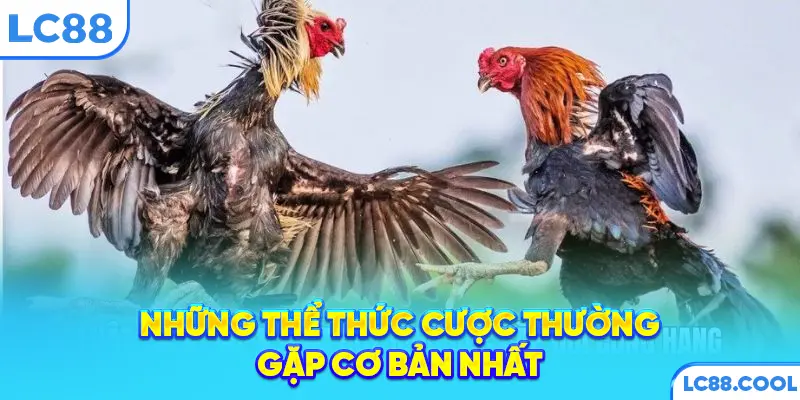 Những thể thức cược thường gặp cơ bản nhất
