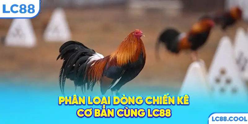 Phân loại dòng chiến kê cơ bản cùng LC88